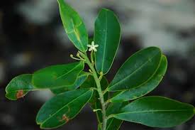 Image result for Erythroxylaceae