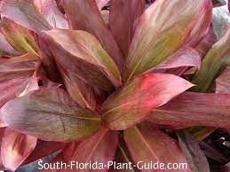Cordylines Dracaenas