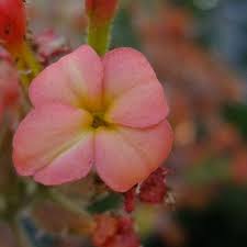 Image result for Kalanchoe velutina