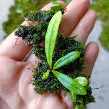 Image result for Lepisorus