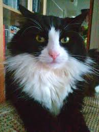 Pin By Tammy Hale On Cats Cats Cats More Cats Pinterest Cats Find Out More About Tuxedo Cats At Catsinc Cats Long Hair Cat Breeds Norwegian Forest Cat