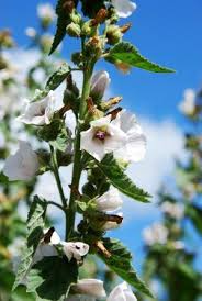 The leaves and the root are used to make medicine. Marshmallow Althaea Officinalis Uses Research Side Effects