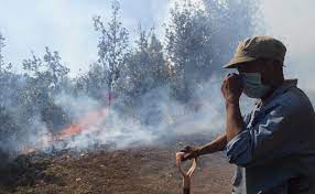 We did not find results for: Pronostican Temporada Critica De Incendios Forestales En Mexico Por La Nina