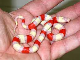 Most Rare Snake Photos On The Net Milk Snake Snake Corn Snake