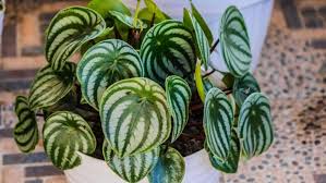 Image result for Peperomia molleri