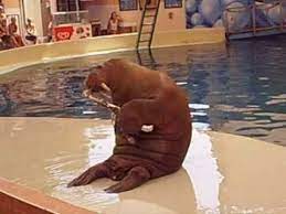 Walrus Fitness Youtube Cute Animal Photos Animals Animal Tattoos