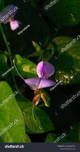 Image result for Neustanthus