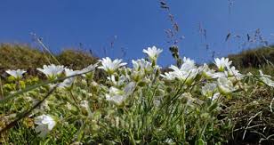 Image result for Caryophyllaceae