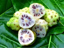 Organic Noni Fruit Medicinal Uses Health Benefits Noni Fruit Fruit Noni Juice