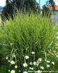 Maybe you would like to learn more about one of these? Miscanthus Sinensis Syn Strictus Zebrinus Havlis Cz