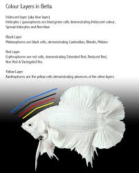 Colour Genetics Betta Breeding Betta Fish Betta