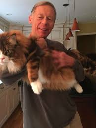 With maine coon cats, there are six aspects of size to take into account: Hopeful Research For Maine Coon Cat Owners Worried About Feline Cardiomyopathy