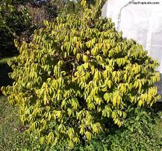 Image result for Virectaria