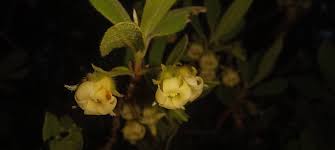 Image result for Uapaca nitida