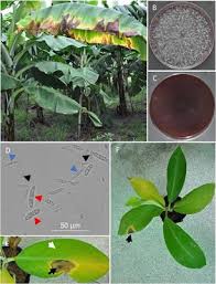 Video pidato menteri kesehatan singapura, gan kim yong soal virus corona yang ramai diperbincangkan di jagat media sosial, termasuk twitter. Leaf Blight List Of Frontiers Open Access Articles