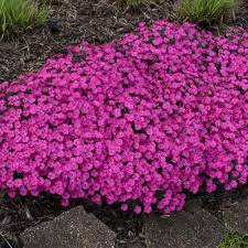 This plant looks great planted in containers or perennial borders. Photo Essay Extremely Drought Tolerant Perennials Perennial Resource