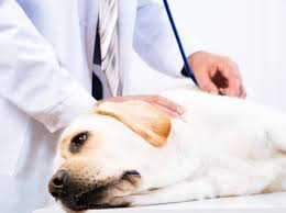 Nach der zweiten läufigkeit erhöht sich das krebsrisiko bereits auf 25 prozent! Hund Kastrieren Ablauf Der Op Beim Ruden