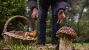 La cueillette de champignons, appelée aussi chasse aux champignons ou récolte de champignons, désigne la collecte de champignons « supérieurs » dans la nature, généralement en forêt. Sarthe Quand La Cueillette Des Champignons Devient Un Business
