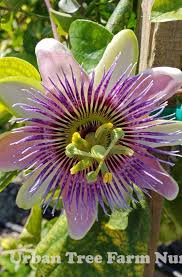 Image result for Passiflora