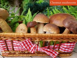Grease then line a 20cm round cake tin with baking paper. Chestnut Mushrooms Cooksinfo