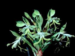 Image result for Bonatea