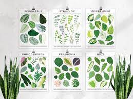 Philodendron Plant Species Unframed Poster Houseplant Artwork Wall Decor Tropical Plant Identification Plant Leaf Id Chart Philodendron Plant Plant Species Peperomia Plant