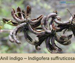 Image result for Indigofera drepanocarpa