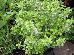 We did not find results for: Lemon Thyme Care Growing And Harvesting Lemon Thyme Herbs
