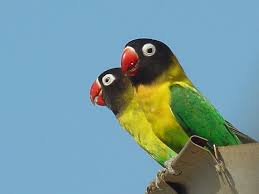 Around the lodges was a real feast for bird lovers, with lots of. Yellow Collared Lovebird Agapornis Personatus Wild Bird Gallery