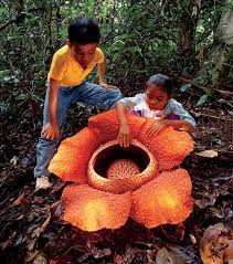 They fly into its gaping maw and receive pollen on. The Largest Flower In The World Is A Parasite Harvard Magazine