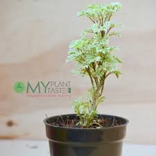 Can survive in low light conditions, but grow faster and produce more leaves in medium to bright indirect light. Aralia Variegated Myplantmytaste