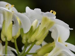 Image result for Arabis alpina