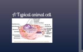 In this interactive object, learners identify the parts of an animal cell and its organelles. A Typical Animal Cell By Shenaih Limbaga