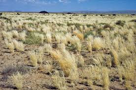 Image result for Salsola rabieana