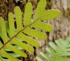 Image result for Pleopeltis polypodioides