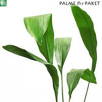 Most of the fried plants actually came back and have done well. Schusterpalme Aspidistra Elatior Milky Way Palme Per Paket