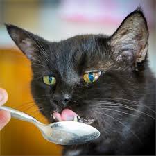 I gave him a teaspoon and it enjoyed the yogurt. Can Cats Eat Yogurt
