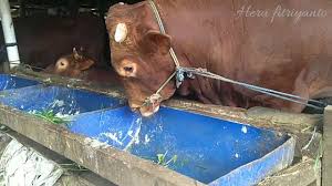 Peternakan lembu in a sentence and translation of peternakan lembu in english dictionary with audio pronunciation by dictionarist.com. Kandang Lembu In English Lembu Korban 2017 Lokasi Kandang Ada 100 Ekor Sapi Lebih Saki Nahy