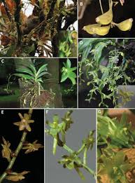 Image result for Ypsilopus liae