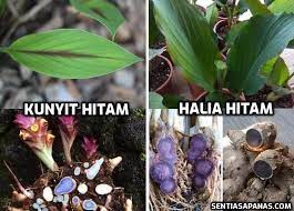 Tidak seperti kunyit kuning atau kunyit putih, kunyit hitam tidak begitu dikenal di masyarakat. Ketahui Perbezaan Halia Hitam Dan Kunyit Hitam Sentiasa Panas