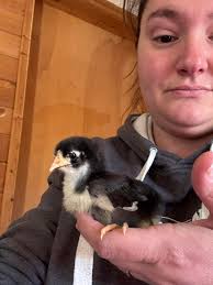 Does anyone have experience with the Sparrow insulation insert?