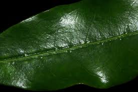 Image result for Coffea mufindiensis