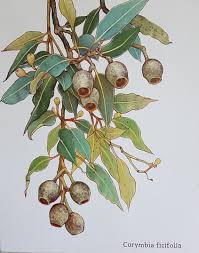 The Gumnuts By Claire Souter Paintings For Sale Bluethumb Online Art Gallery Art Botanical Art Botanical Illustration