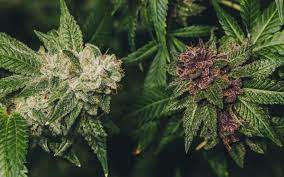 However, the acceptable temperature range can vary depending on if your cannabis plant is in a vegetative, or flowering stage of growth. Flowering Stages In Cannabis Plants Bsf Seeds Uk