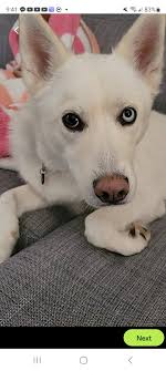 Black and white husky with two different eye colours