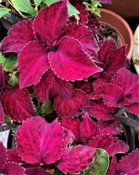 Image result for Coleus shirensis