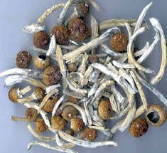 Image result for Psilocybin