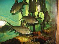 Check spelling or type a new query. Bala Shark Wikipedia