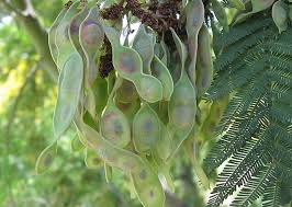 Image result for Acacia rovumae