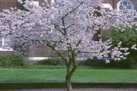 Image result for Prunus